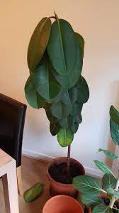 The ideal soil mixture for rubber plants would be a mix of 60% garden soil, with 20% perlite and 20% cocopeat(helps retain moisture for a very long time). Please Help My Ficus Elastica Is Dying Houseplants