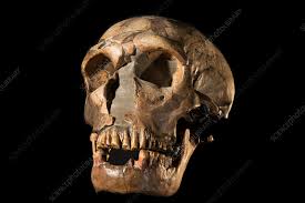 homo to neanderthal man - Search - Science Photo Library