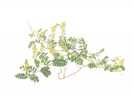 Image result for Elephantorrhiza elephantina