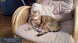 Euthanasia requires both the pet owners. Independent Home Vet Care