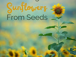 They are the king of the garden and can produce blooms up to 12 inches in diameter and 18 feet. How To Grow Sunflowers From Seeds Dengarden