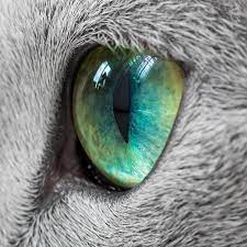 These Gorgeous Russian Blue Cats Have The Most Mesmerizing Eyes Russian Blue Cat Russian Blue Blue Cats
