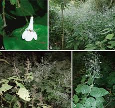 Image result for Isoglossa