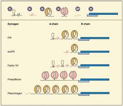 Plasminogen Activation And Regulation Of Fibrinolysis Oncohema Key