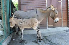 Baby Zonkey Born In Italy Time Com Zonkey Animals Zebras