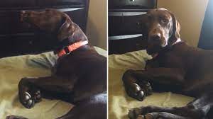 Puppy Wakes Up To Realize He Was Howling In His Sleep Youtube