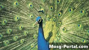 .dunia burung, pada kesempatan kali ini yang akan dibahas adalah tentang burung burung paling cantik yang ada di dunia, memang tidak sedikit jenis burung yang memiliki rupa yang indah dan menawan, namun disini hanya dijelaskan beberapa burung yang memiliki nilai dan keistimewaan. Ciri Ciri Burung Peacock Sains 2021