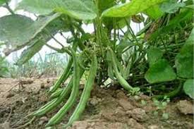 We did not find results for: Growing French Beans How To Grow French Beans Allotment Gardens