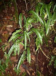 Image result for Oleandra distenta