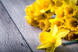 Fiori gialli di narciso che sbocciano in giardino. 140 Mazzo Di Narcisi Gialli Con Il Fiore Foto Foto Stock Gratis E Royalty Free Da Dreamstime