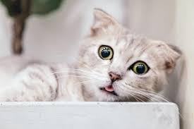 Benadryl For Cats Can Kitty Have It How To Give And The