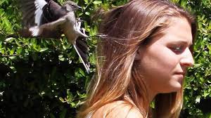 Don't they realize this ain't the countryside? goes the top comment. Dive Bombing Mockingbirds Are A Plight Of Spring Miami Herald