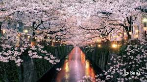 Cherry Blossom Season In Japan Is A Beloved Tradition That Involves Family Gatherings Japan Cherry Blossom Festival Cherry Blossom Japan Japan Cherry Blossom
