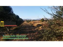 Izmir Bergama Ataturk Mah Baglar Kumluca Mevki Satilik Sulama Kanalinin Yani Yeni Cevre Yoluna Yakin Cevre Yolu Ara Baglanti Yoluna 2 Tarla Zeytinlik 3 500 M2 Sulama Tarim Cevre