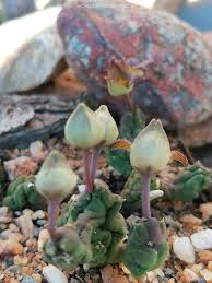 Image result for Pycreus permutatus