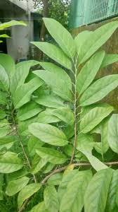 Image result for Annona squamosa
