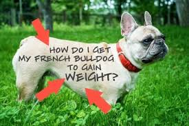 Of course, this will depend from puppy to puppy. How Do I Get My French Bulldog To Gain Weight The Pets Kb