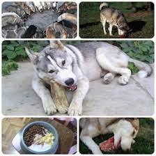 Husky Facts Husky Food