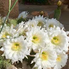Most columnar cacti varieties grow big and tall, just like supportive construction columns on our modern office buildings. Who Is The Queen Of The Night Succulent Succulent City