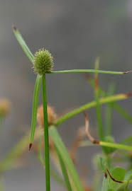 Image result for Kyllinga stenophylla