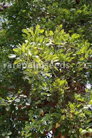 Image result for Erythrina falcata