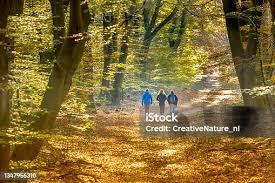 36.800+ Bos Nederland Stockfoto's, afbeeldingen en royalty-free beelden