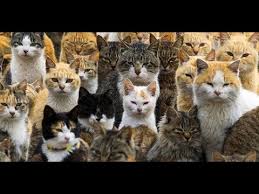 Ruyada Kedi Pisligi Gormenin Psikolojik Yorumu Youtube