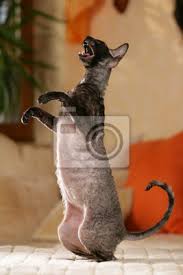 Man wollte mehrere dieser gelockten. Cornish Rex Katze Sitzt Auf Und Bettelt Fototapete Fototapeten Kurze Haare Haar Kurzes Kleid Myloview De