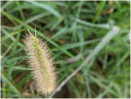 Image result for Setaria parviflora