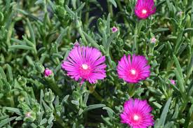 Image result for Delosperma tradescantioides