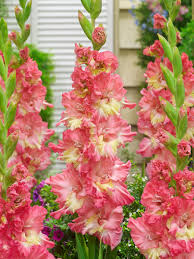 Image result for Gladiolus magnificus