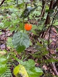Image result for Solanum capsicoides