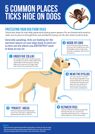 Check Dog S Neck Armpits Around Ears And Between Toes For Ticks