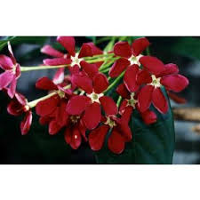 Image result for Quisqualis