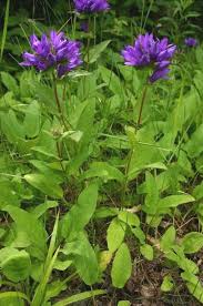 Image result for Carvalhoa campanulata