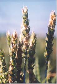 Modeling The Main Fungal Diseases Of Winter Wheat Constraints And Possible Solutions Intechopen