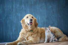 The kibble form of diet is a serious contributing factor in the current health crisis facing our pets and advocating the feeding of kibble over fresh food options may lead to posting privileges being revoked. Raw Pet Food In Dubai A Guide Expatwoman Com