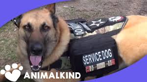 And when they do, a service dog can help. Watch Service Dog Calm War Vet S Ptsd Reaction Youtube
