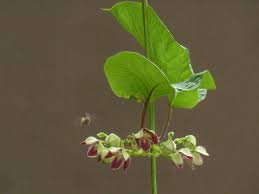 Image result for Mondia ecornuta