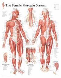 Various factors such as the width of. The Female Muscular System Scientific Publishing