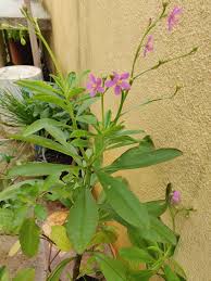 Image result for Talinum fruticosum