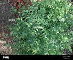 Image result for Kirkia