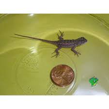 Texas Spiny Swift Babies Strictly Reptiles Inc The texas spiny lizard (sceloporus olivaceus) is a species of phrynosomatid lizard native to the south central united states, in the states of texas and oklahoma, and northeastern mexico in the states of coahuila, nuevo león, tamaulipas, and san luis potosí.
