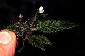 Image result for Crepidorhopalon droseroides