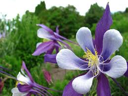 We did not find results for: All About The Best Flowers To Grow In Colorado Krostrade
