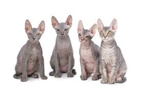Die munchkin katze gehört unter katzenliebhabern wohl zu den umstrittensten katzenarten. Sphynx Katze Charakter Haltung Und Pflege Im Rasse Portrait Site Name Herz Fuer Tiere De