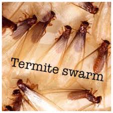 Your home is one of your most valuable investments, which is why each member of our staff goes through a rigorous background check to ensure that you feel comfortable with having us. Southern Pro Termite And Pest Control Posts Facebook