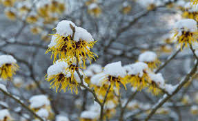 Chinesische Zaubernuss Blutentraum Im Winter Pflanzen Garten Pflanzen Garten Ideen
