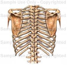 Stock image a posterior view of the respiratory system relative to the rib cage and vertebral column the diaphragm brown is also included 113273 01axwu8e 3d4medical search medical scientific. Posterior Ribs Anatomy