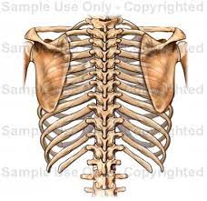 Rib cage, basketlike skeletal structure that forms the chest, or thorax, made up of the ribs and their corresponding attachments to the sternum and the vertebral column. Posterior Rib Anatomy